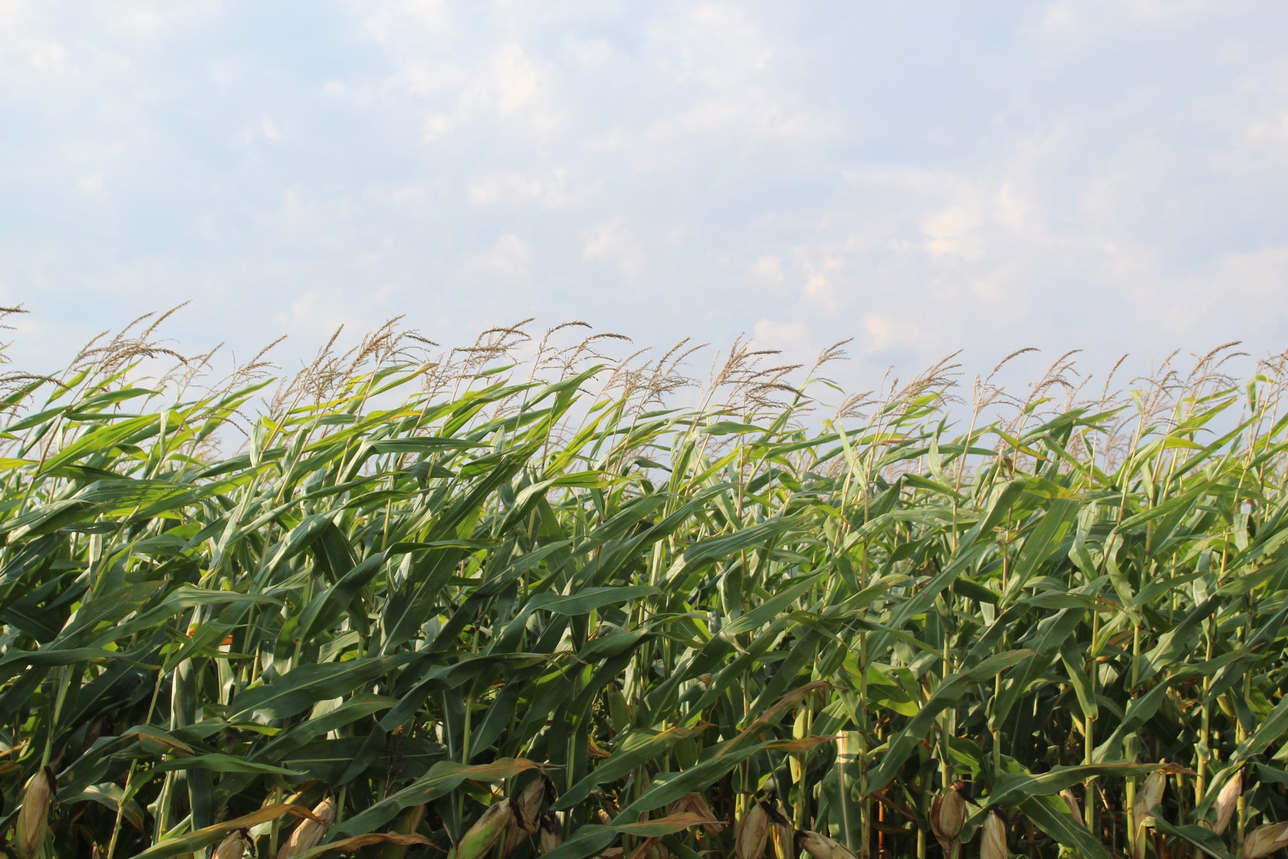 100% vertically integrated